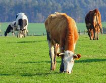 Køer har spist måske giftigt skum