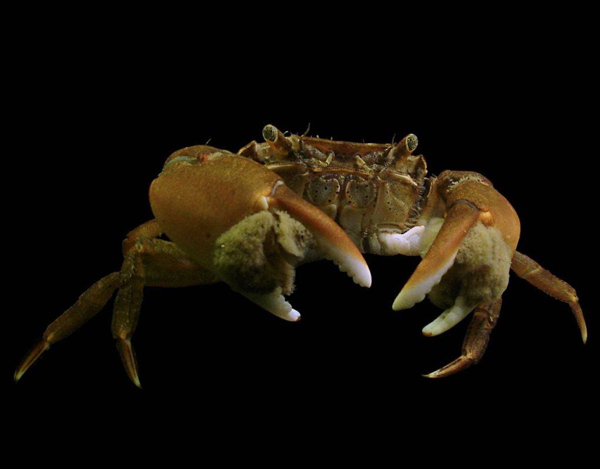 Pensel klippekrabbe. Foto: Wikimedia Commons/Hans Hillewaert
