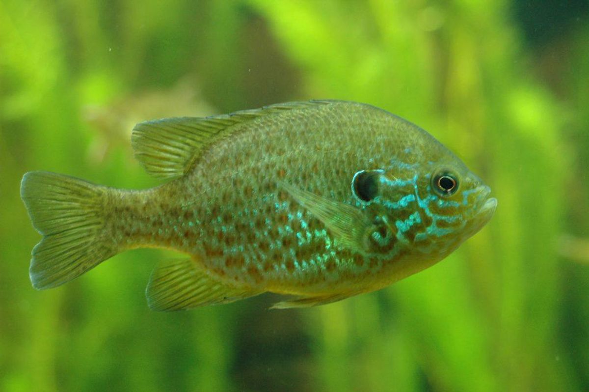 Solaborre (Lepomis gibbosus) er ny på listen over invasive arter i Danmark. Foto: Wikimedia Commons/Tino Strauss KLIK og se flere invasive arter i Danmark.