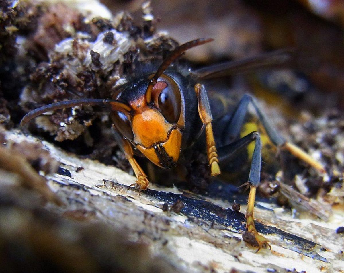 Asiatisk hveps/Vespa velutina. Wikimedia Commons/Siga