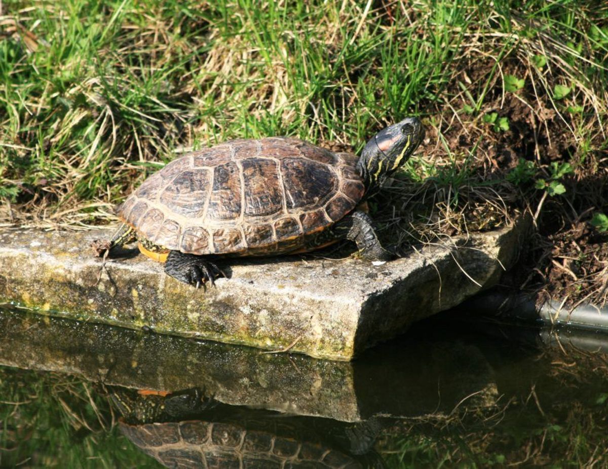 Rødøret, guløret og cumberland terrapin/Trachemys scripta elegans. Wikimedia Commons/Karelj