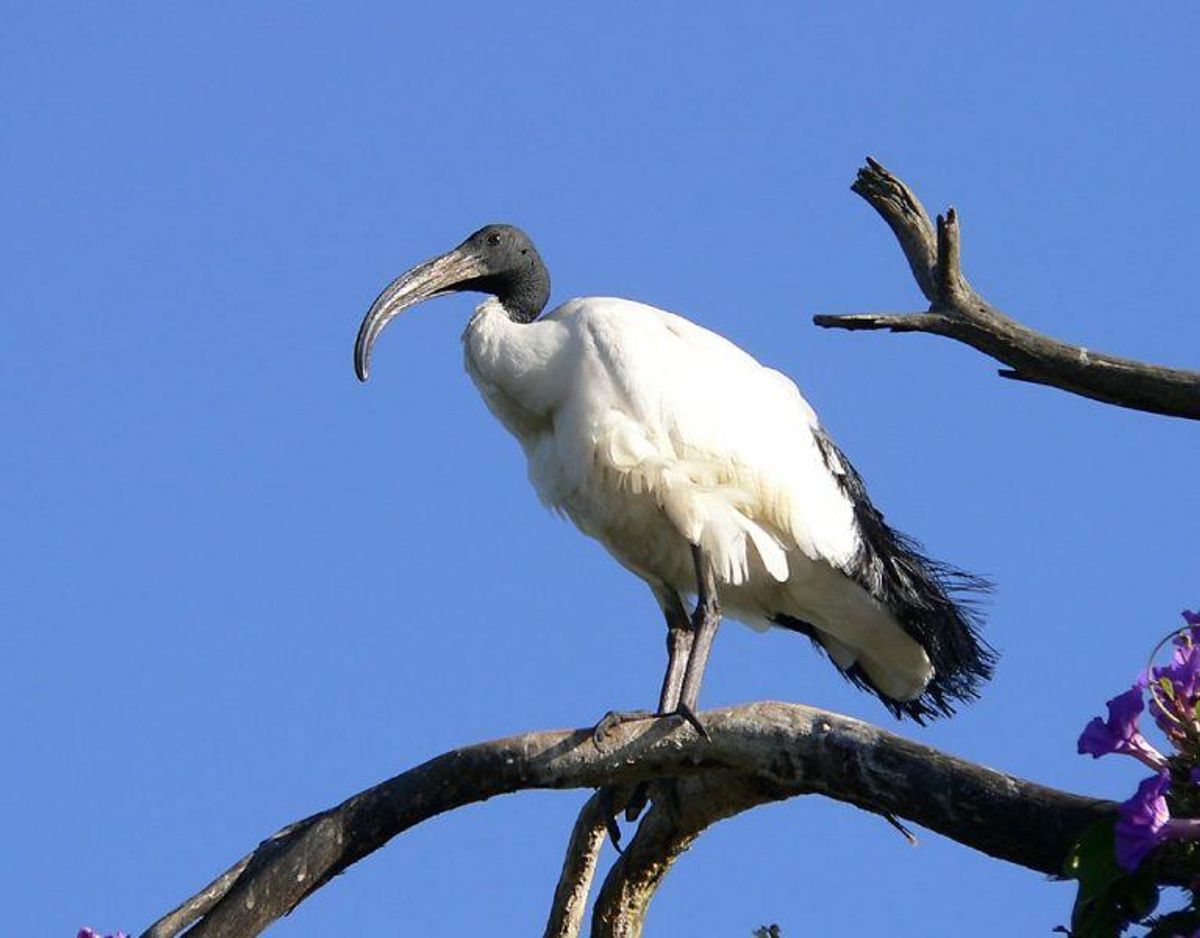 Hellig ibis/Threskiornis aethiopicus. Foto: Wikimedia Commons/Christiaan Kooyman