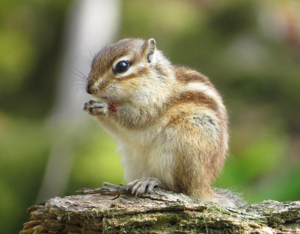 Sibirisk jordegern
/Tamias sibiricus. Foto: lpsdake/Wikimedia Commons.