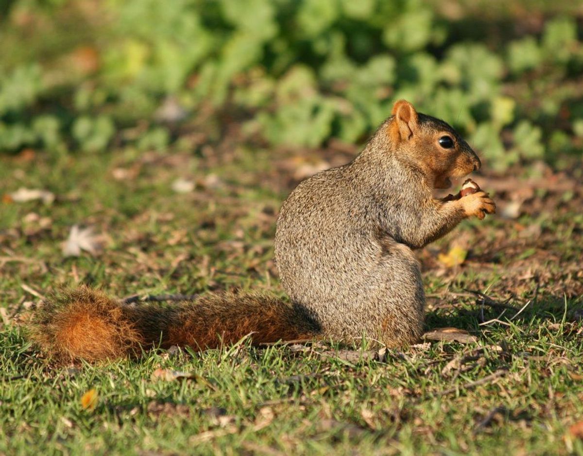 Ræveegern/Sciurus niger. Foto: Wikimedia Commons/Calibas