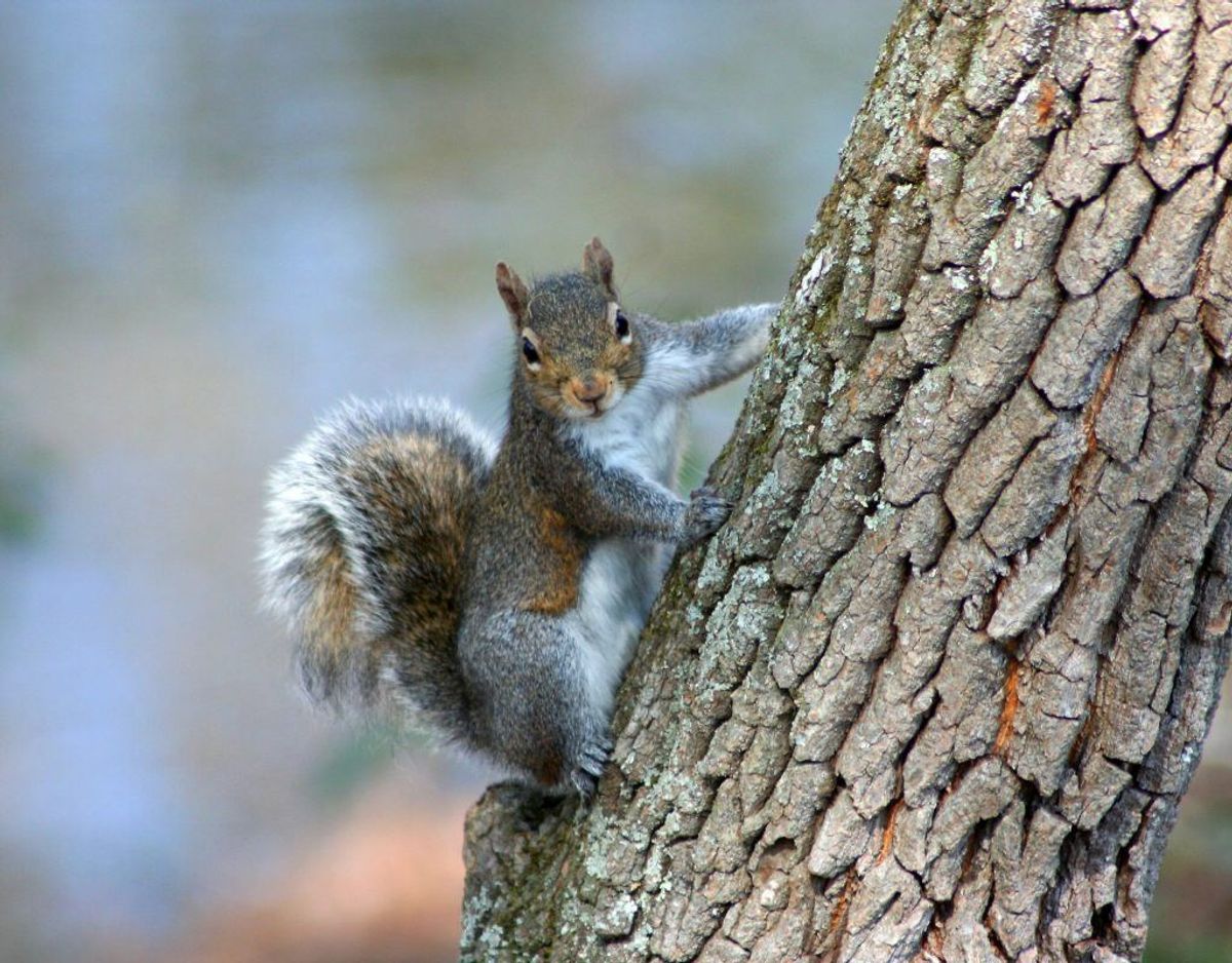 Sciurus carolinensis/Gråt egern. Foto: Wikimedia Commons/Jim Ferguson