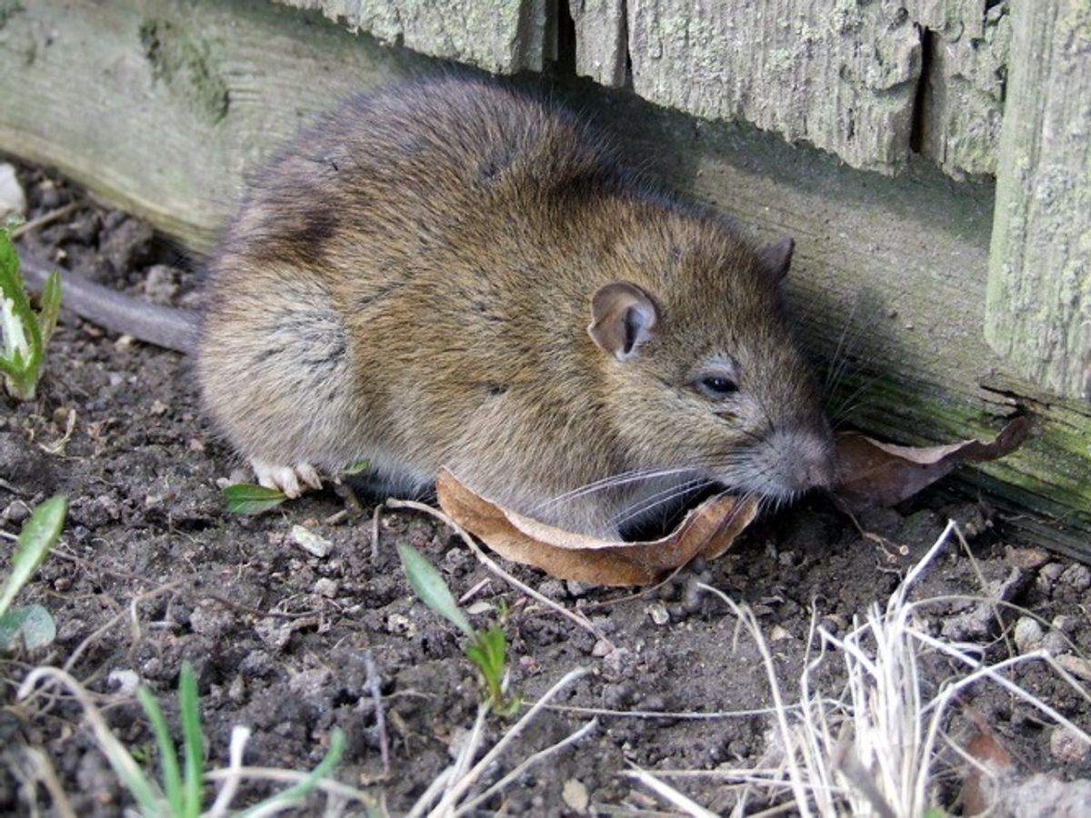 Brun Rotte/Rattus norvegicus. Wikimedia Commons/Tocekas