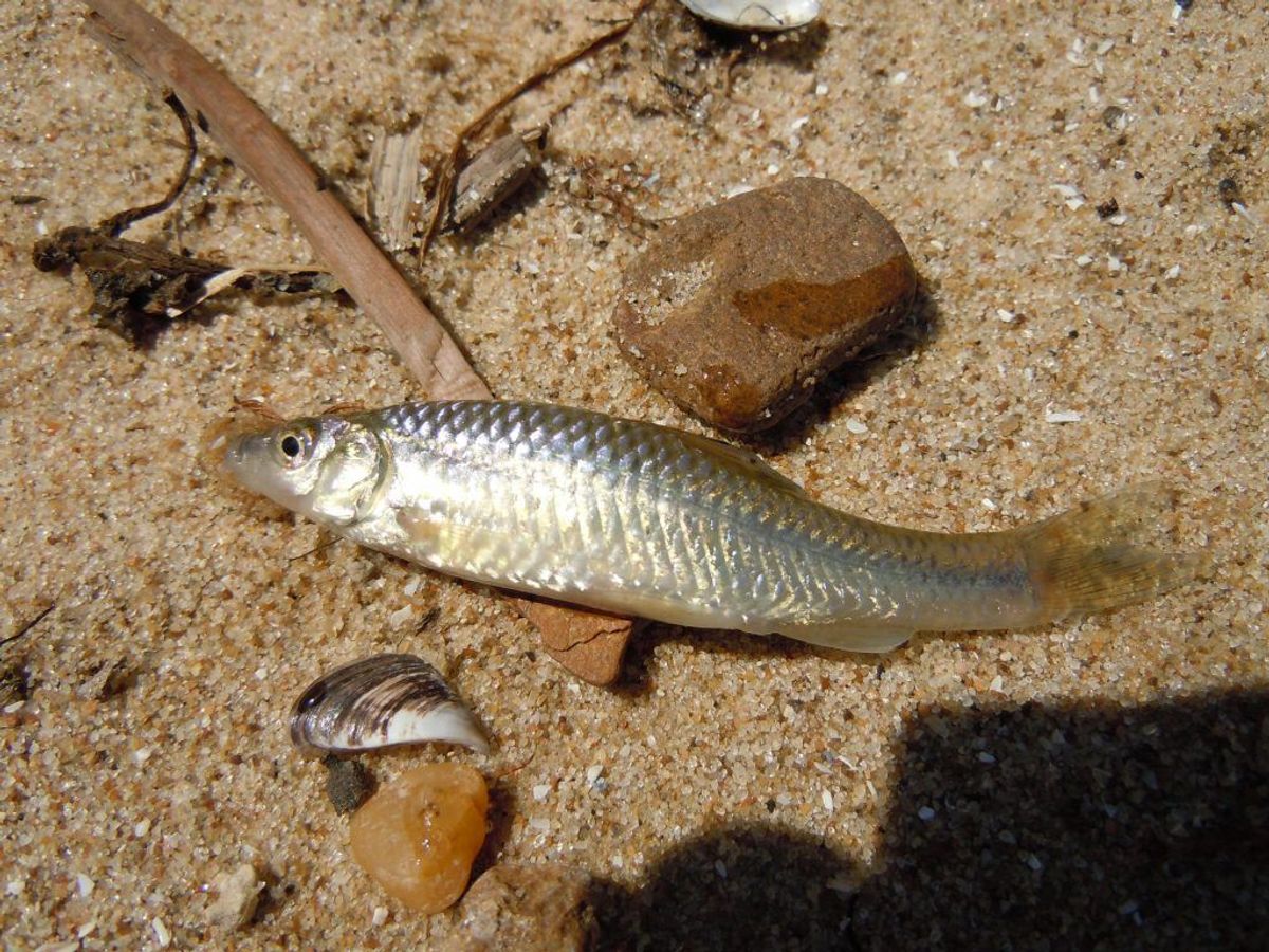 Båndgrundling/Pseudorasbora parva. Wikimedia Commons/Yuriy Kvach