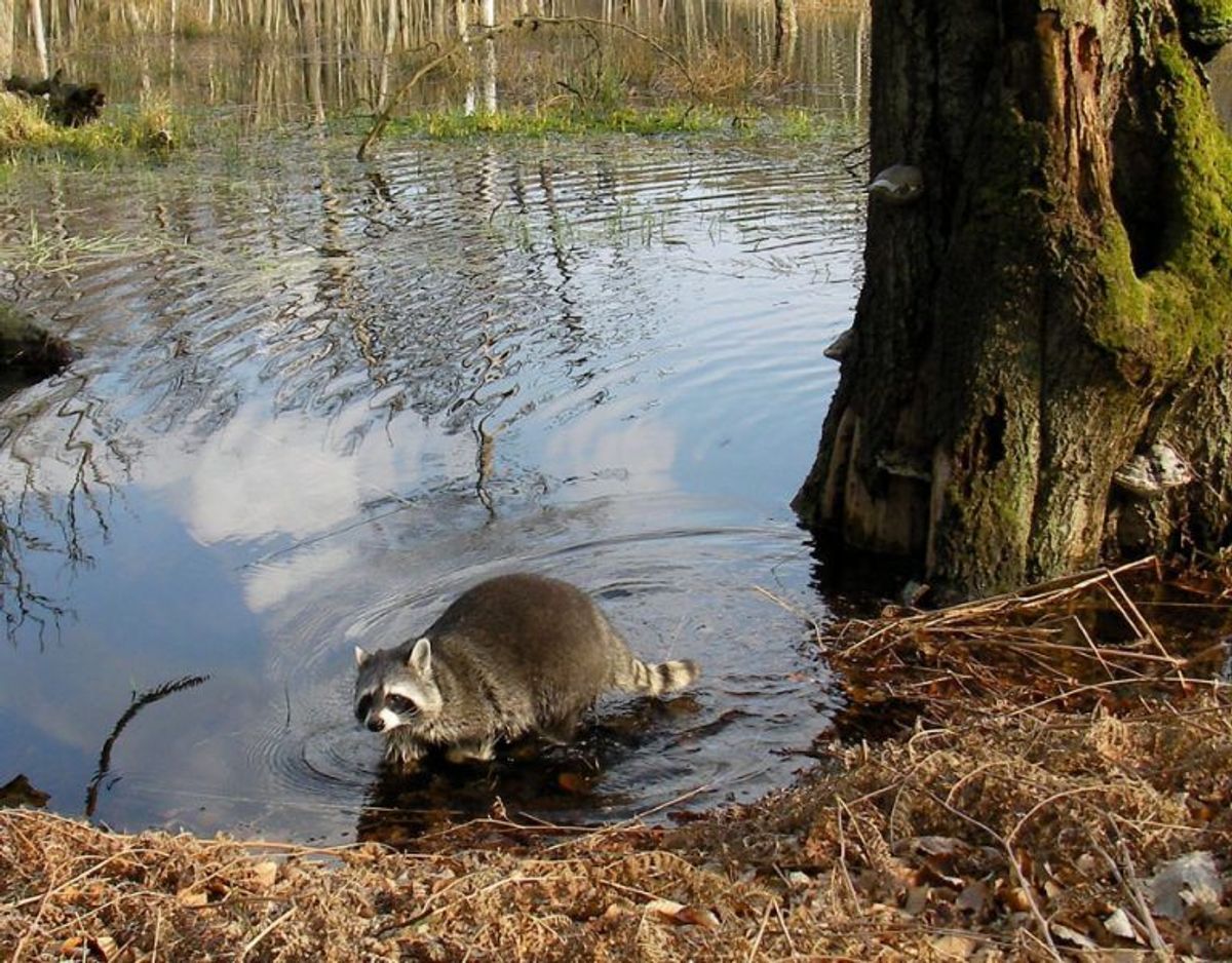 Vaskebjørn/Procyon lotor – Foto: Wikimedia Commons/Gaby Müller