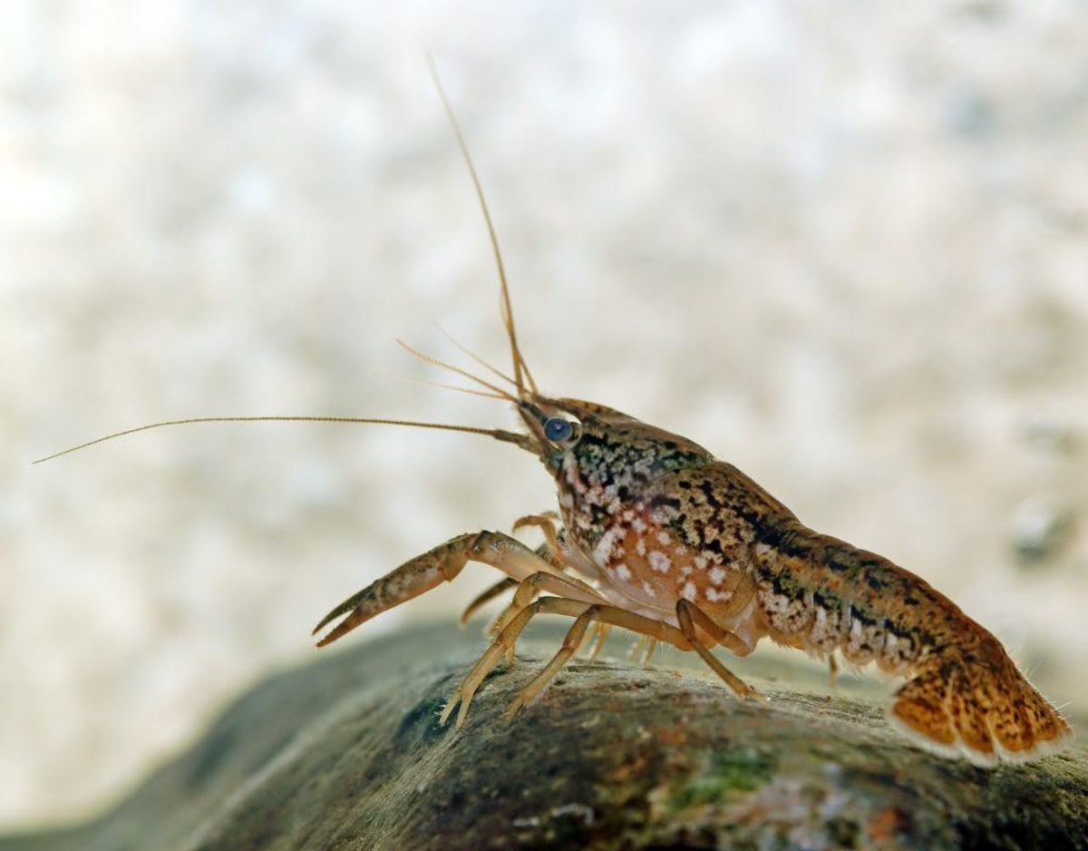 Marmorkrebs
/Procambarus fallax f. virginalis – Foto: Wikimedia Commons/André Karwath.