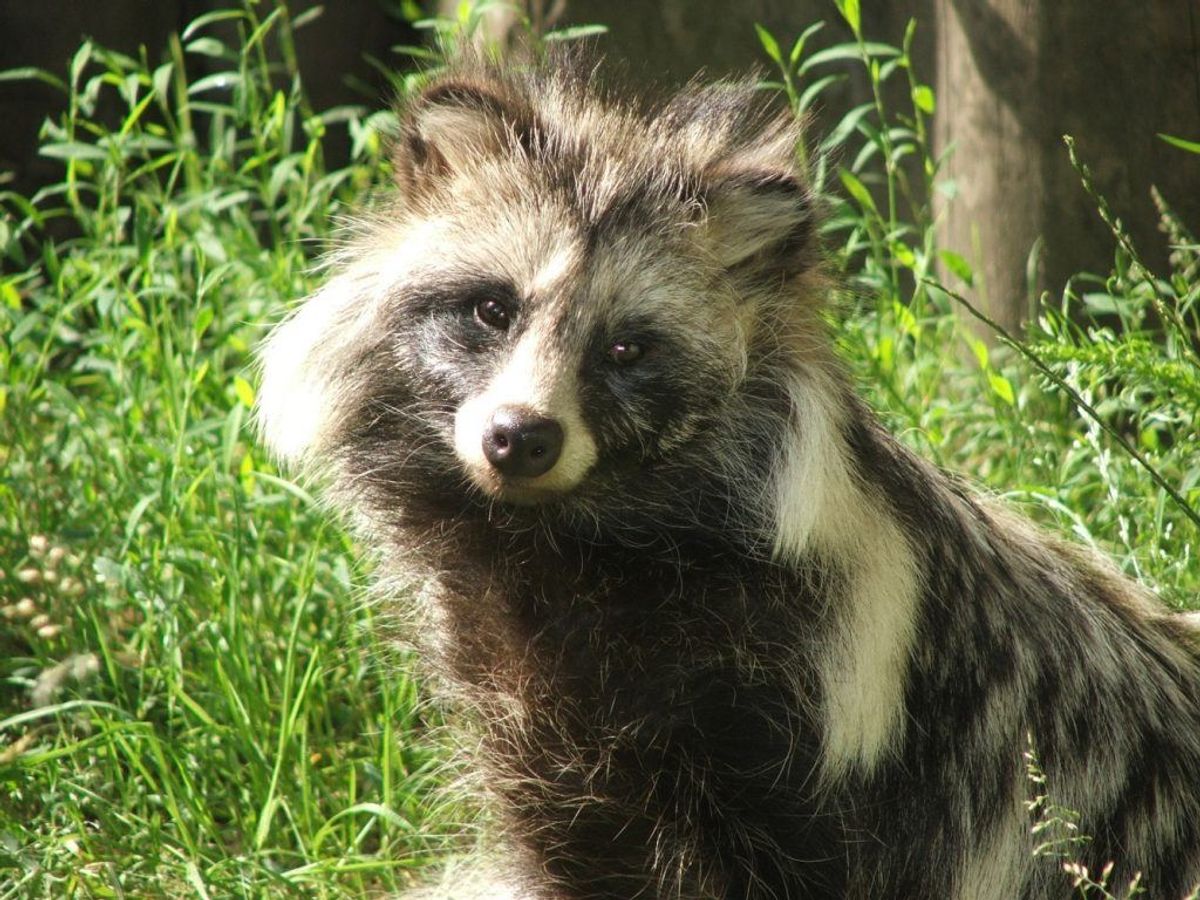 Mårhund/Nyctereutes procyonoides. En af mange invasive arter, der ikke er velkomne i Danmark. Klik videre gennem galleriet og se flere. Foto: Wikimedia Commons/Pkuczynski. KLIK VIDERE OG SE HVILKE DYR, HERUNDER EGERN OG FISK, DER ER UVELKOMNE HER TIL LANDS.