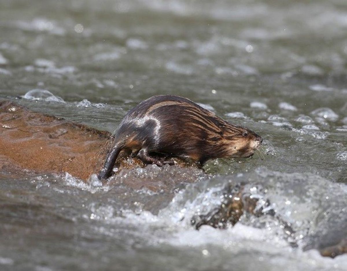 Bisamrotte/ Ondatra zibethicus – Foto: Wikimedia Commons/Diginatur
