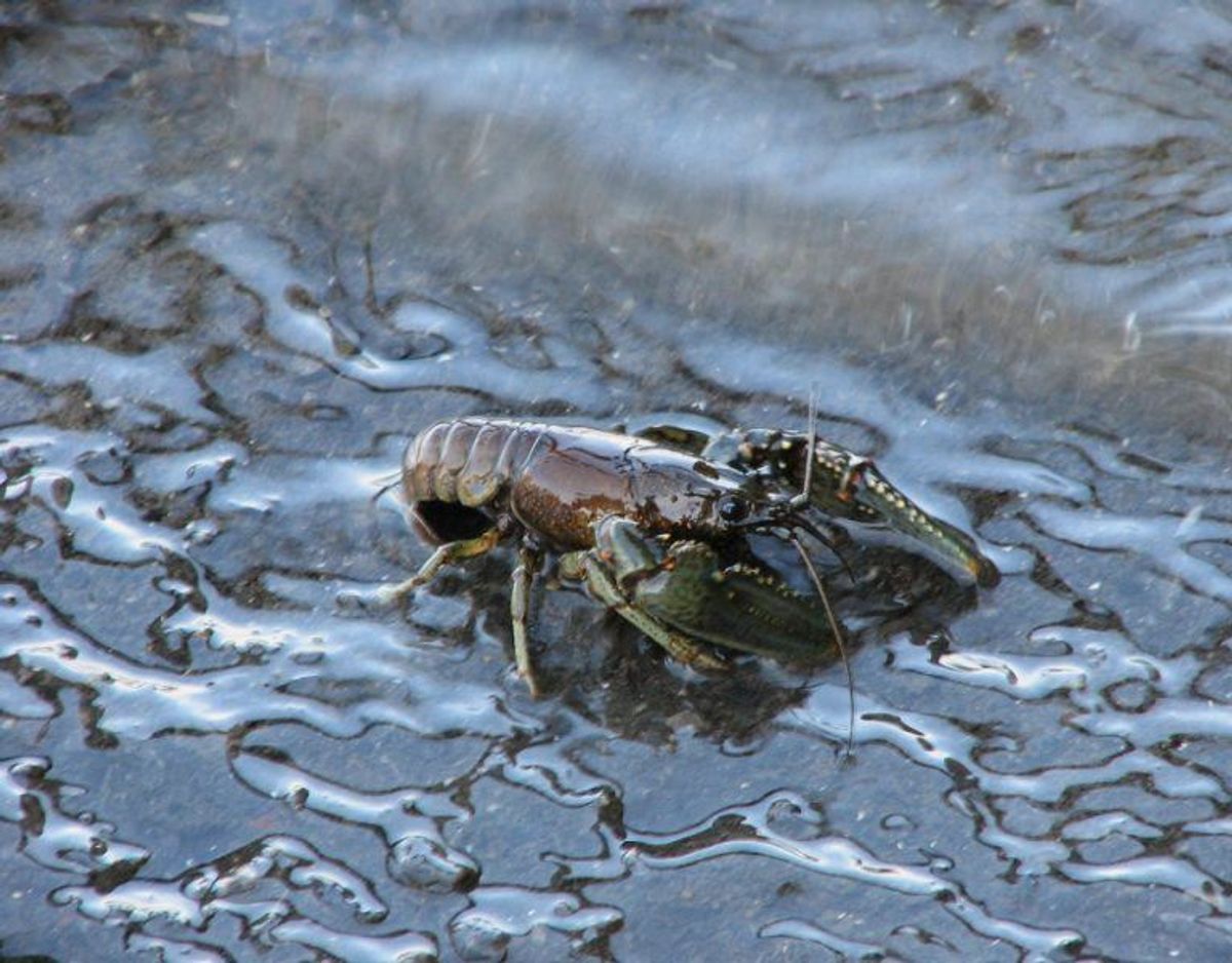 Viril krebs/Orconectes virilis. Foto: Wikimedia Commons/D. Gordon E. Robertson.