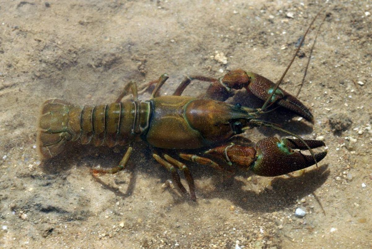 Signalkrebs/Pacifastacus leniusculus. Foto: Wikimedia Commons/David Perez . CC BY-SA 3.0
