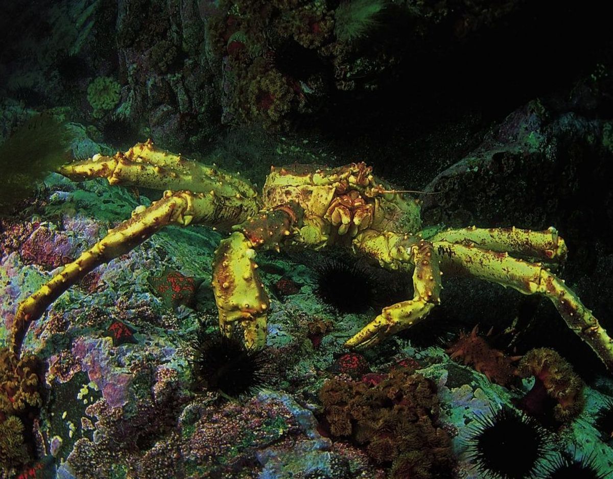 Kongekrabbe/Paralithodes camtschaticus. Foto: Wikimedia Commons/Sasha Isachenko . CC BY-SA 3.0