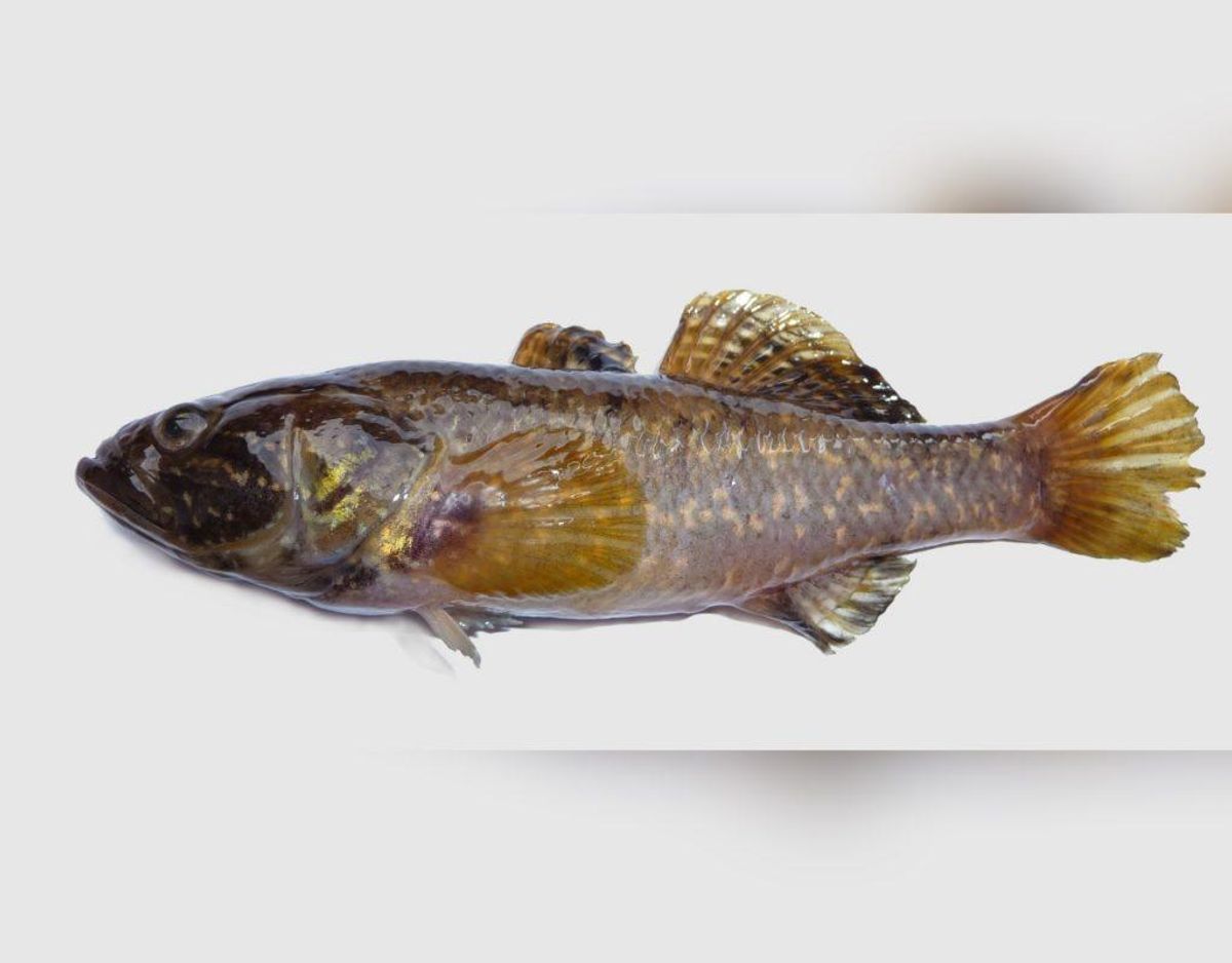 Kinesisk sovekutling/Perccottus glenii. Foto: Wikimedia Commons/George Chernilevsky.