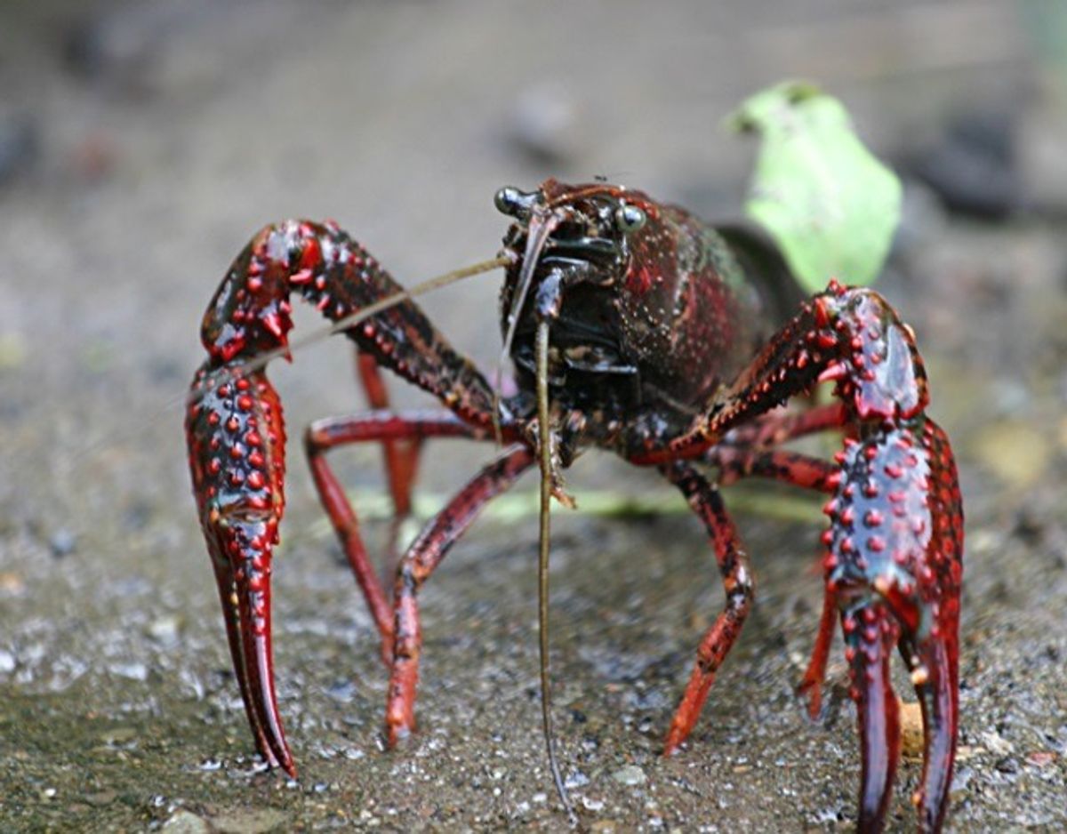 Louisiana-flodkrebs/Procambarus clarkii – Foto: Wikimedia Commons