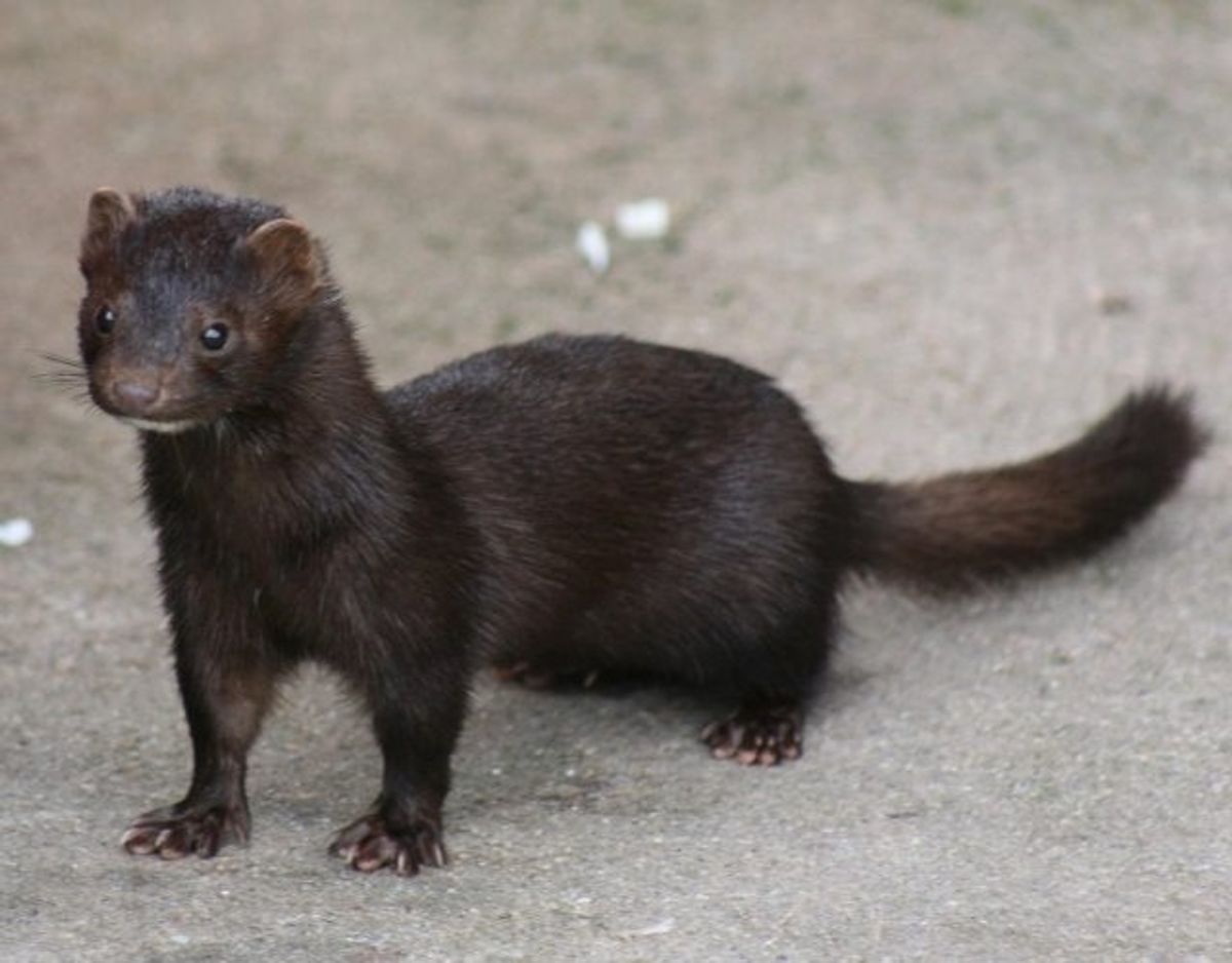 Mink/Neovison vison – Foto: Wikimedia Commons/Pdreijnders