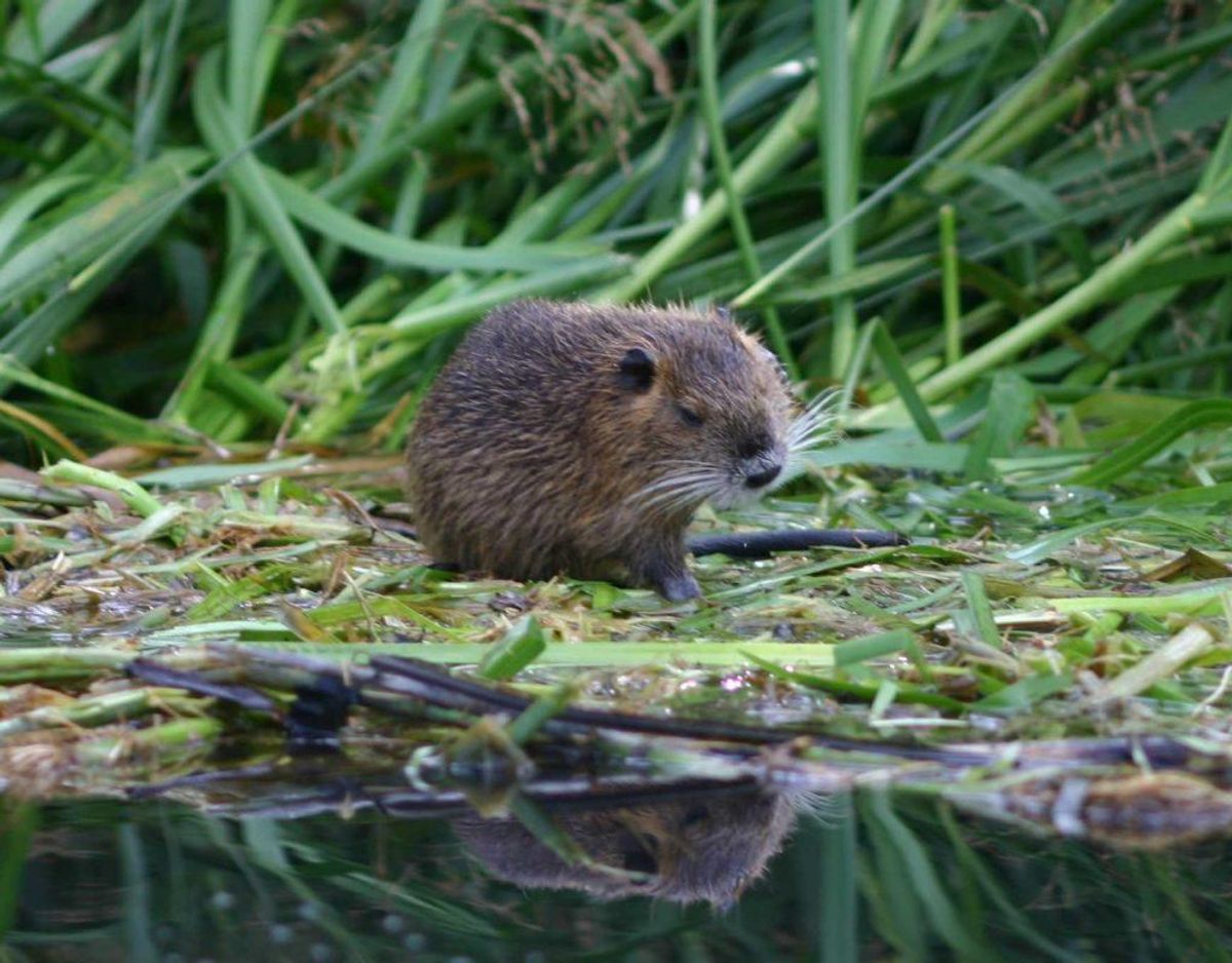 Sumpbæver/Myocastor coypus. Foto: Mike Krüger/Wikimedia Commons