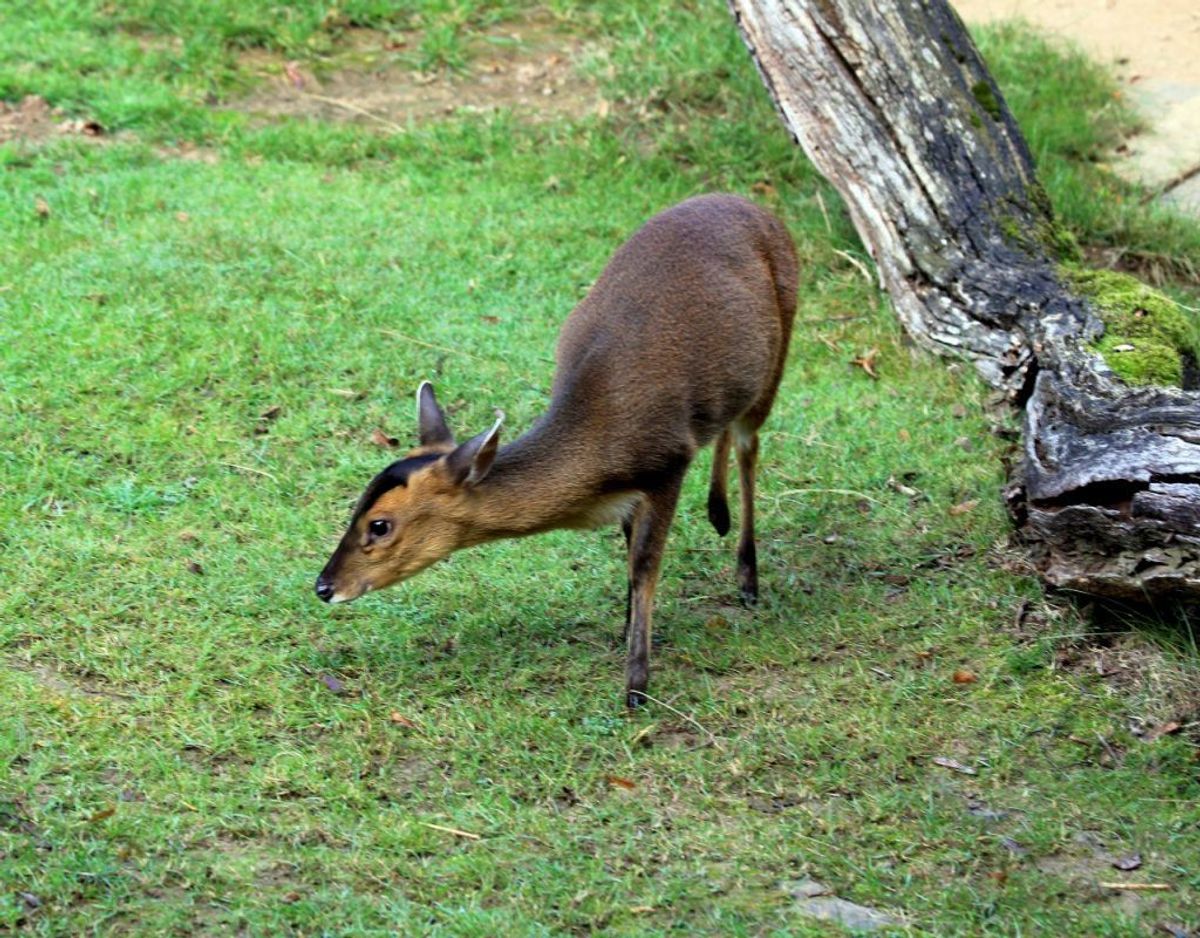 Muntjak/Muntiacus reevesi – Karelj/Wikimedia Commons.