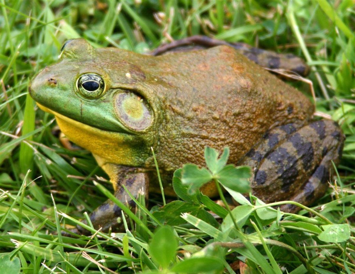 Amerikansk Oksefrø. Foto: Lithobates (Rana) catesbeianus – Carl D. Howe