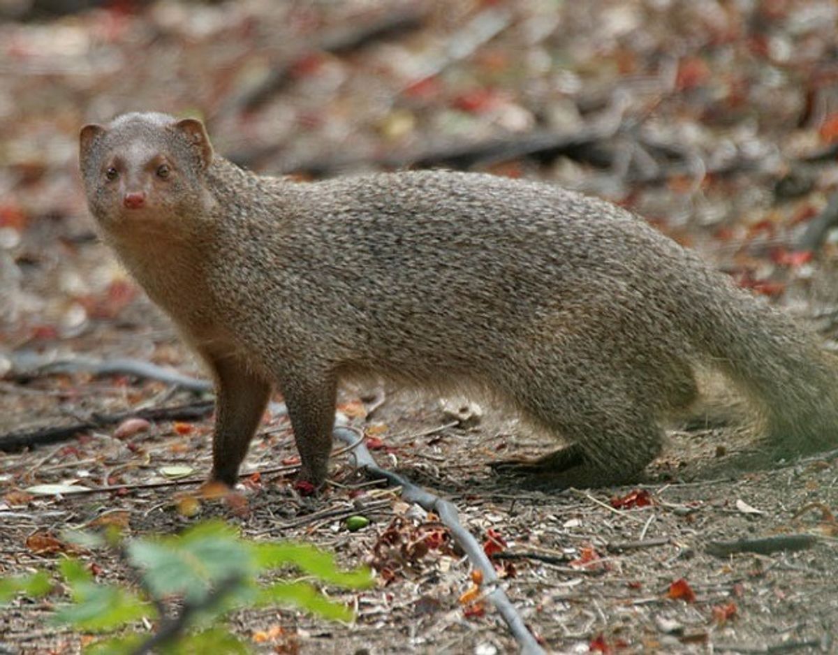Java mangust/Herpestres javanicus. Foto: Wikimedia Commons/J.M.Garg