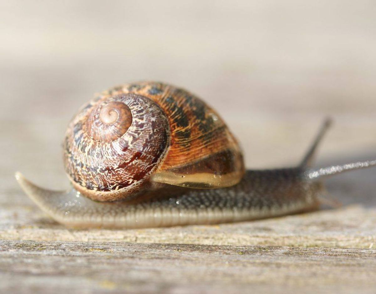 Plettet voldsnegl/Helix aspersa. Foto: Wikimedia Commons