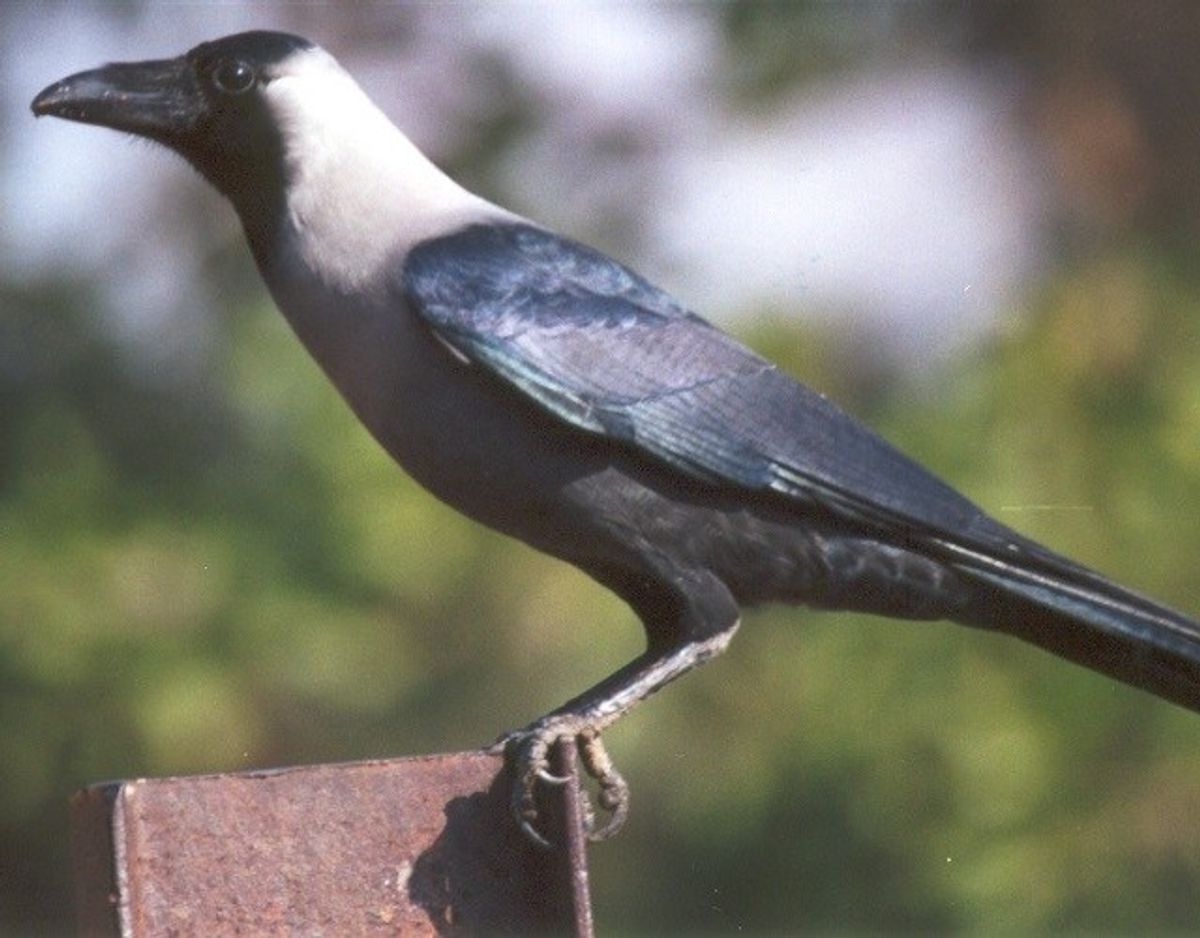 Indisk huskrage/Corvus splendens – Foto: Wikimedia Commons