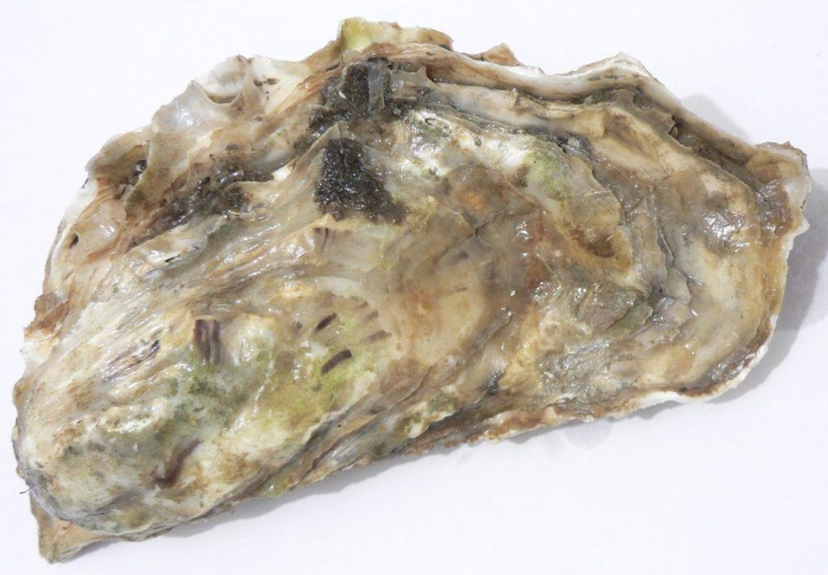 Stillehavsøsters Crassostrea gigas. Foto: Wikimedia Commons/David Monniaux