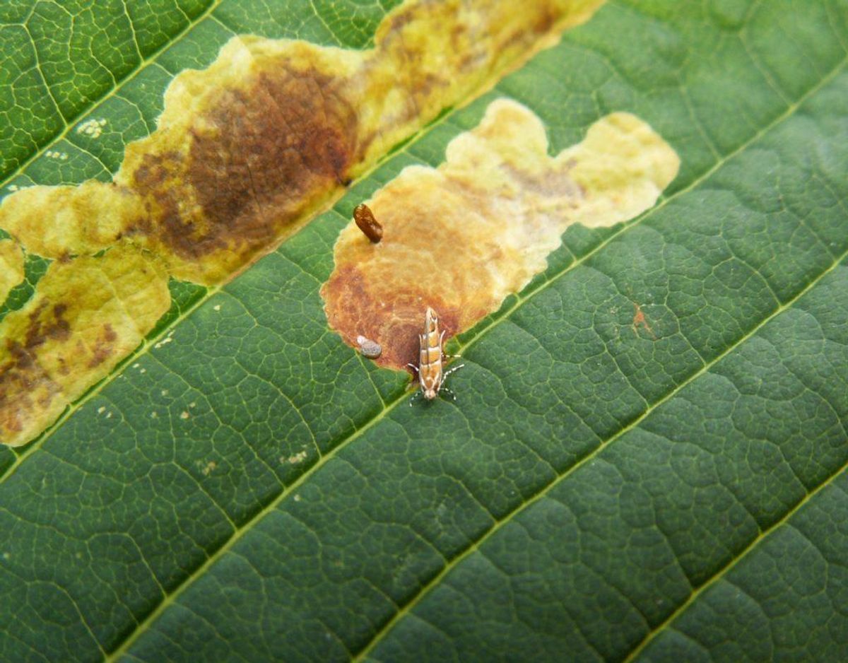 Kastanieminermøl/Cameraria ohridella. Foto: Opuntia/Wikimedia Commons