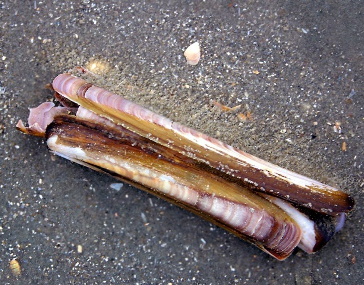 Amerikansk knivmusling/Ensis Americanus. Foto: Wikimedia Commons/Malene Thyssen