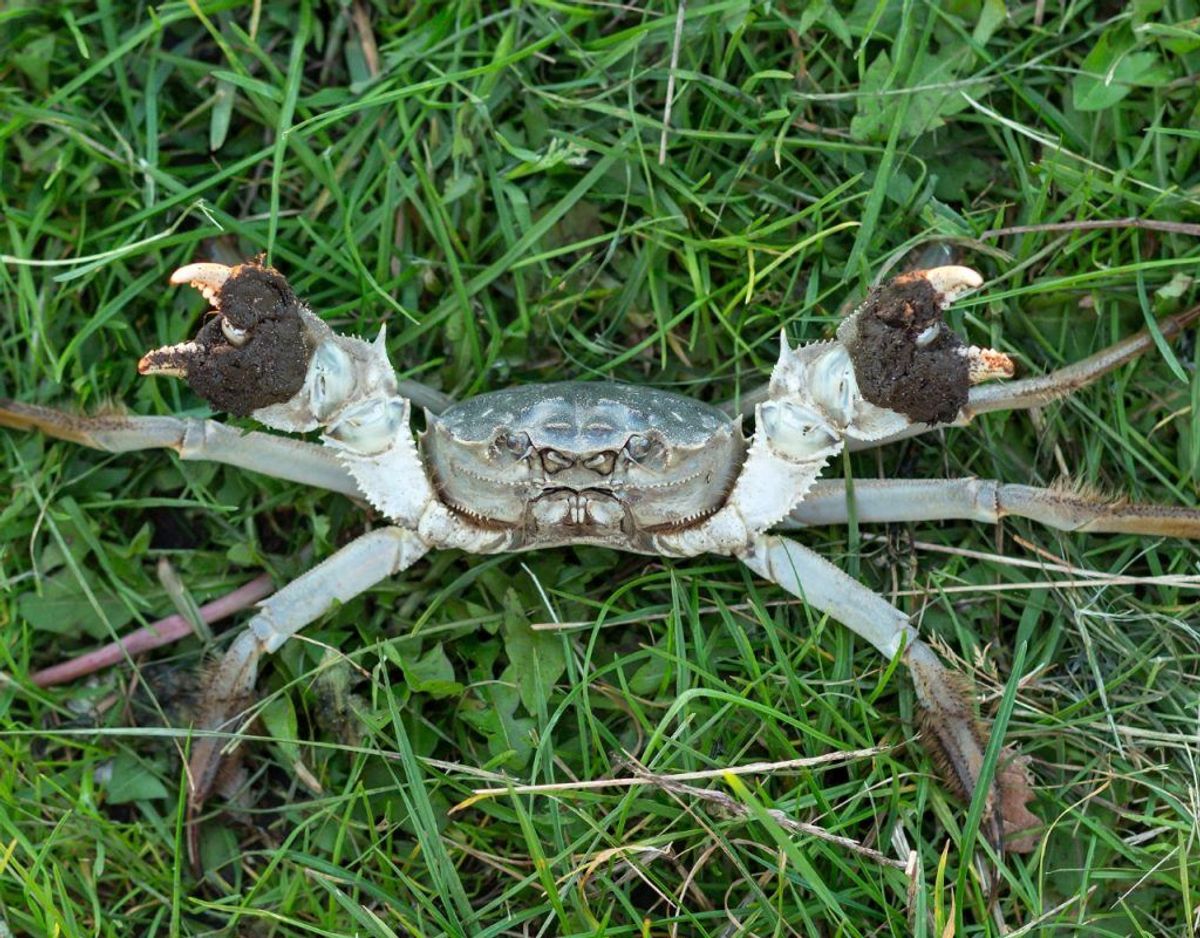 Kinesisk uldhåndskrabbe/Eriocheir sinensis. Foto: Wikimedia Commons/Christian Fischer