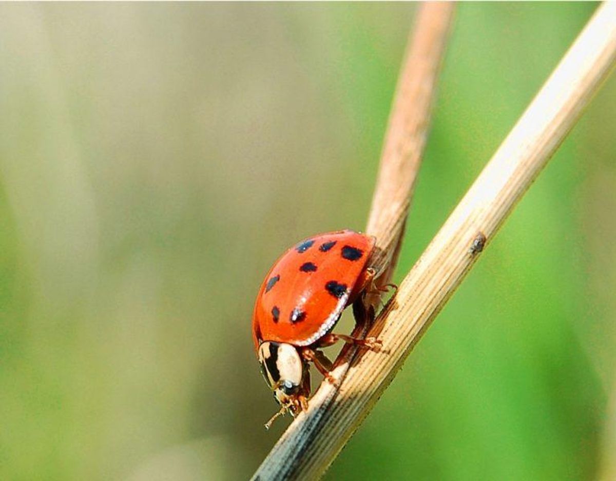 Harlekinmariehøne/Harmonia axyridis. Foto: Wikimedia Commons/Luc Viatour