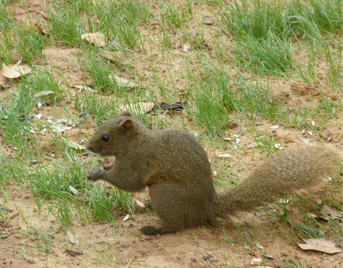 Rødbuget egern/Callosciurus erythraeus – Foto: Wikimedia Commons/Donald Hobern