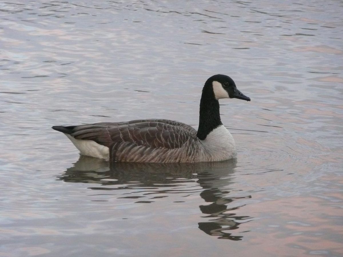 Canadagås/Branta canadensis. Foto: Wikimedia Commons/4028mdk09