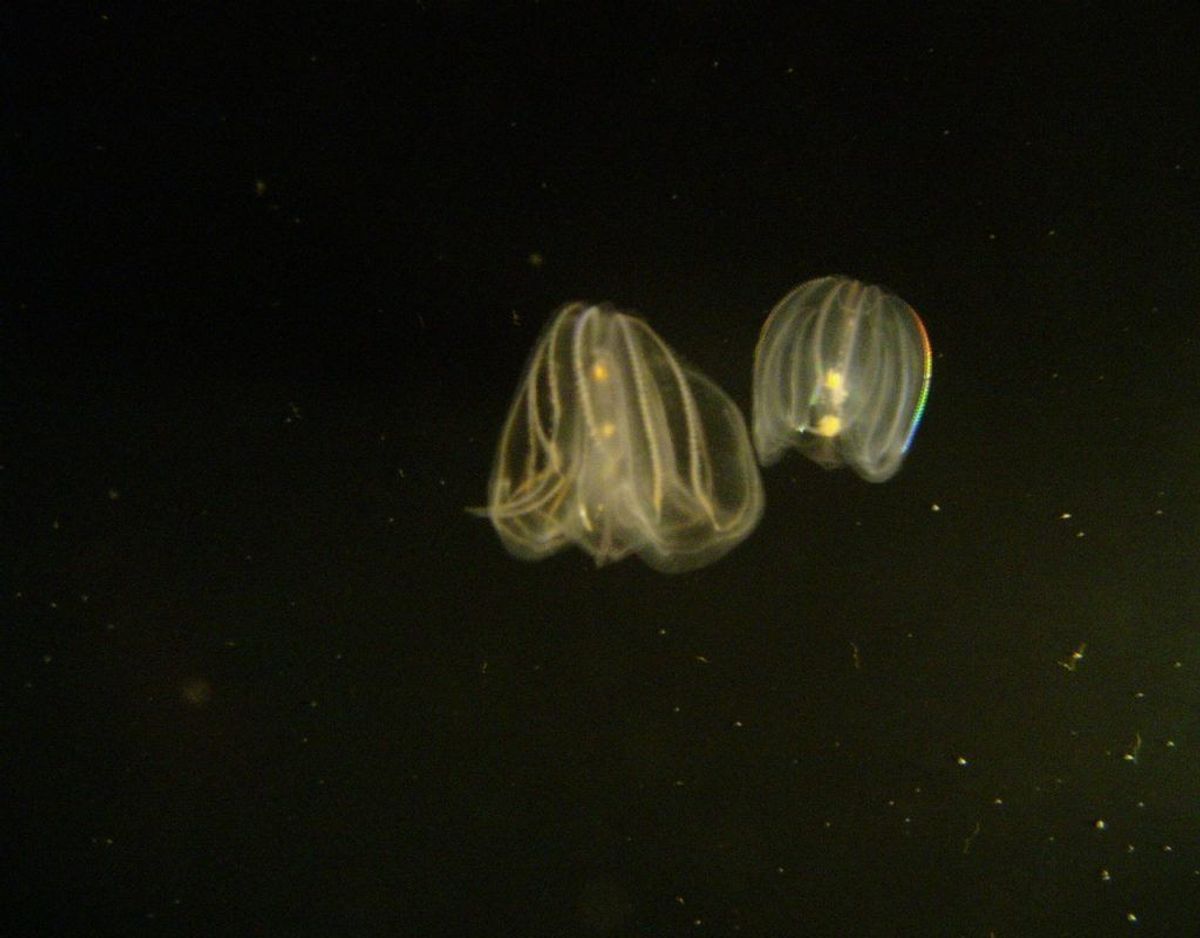 Amerikansk ribbegople/Mnemiopsis leidyi
. Foto: Bastique/Wikimedia Commons, CC BY-SA 3.0.