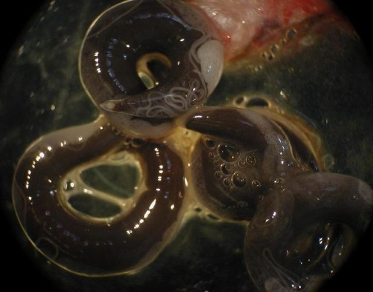Ålens svømmeblæreorm/Anguillicola crassus. Foto: Wikimedia Commons/Bill.bessmer