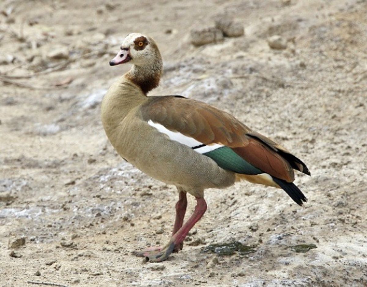 Nilgås/Alopochen aegyptiacus. Foto: Lip Kee Yap/Wikimedia Commons.