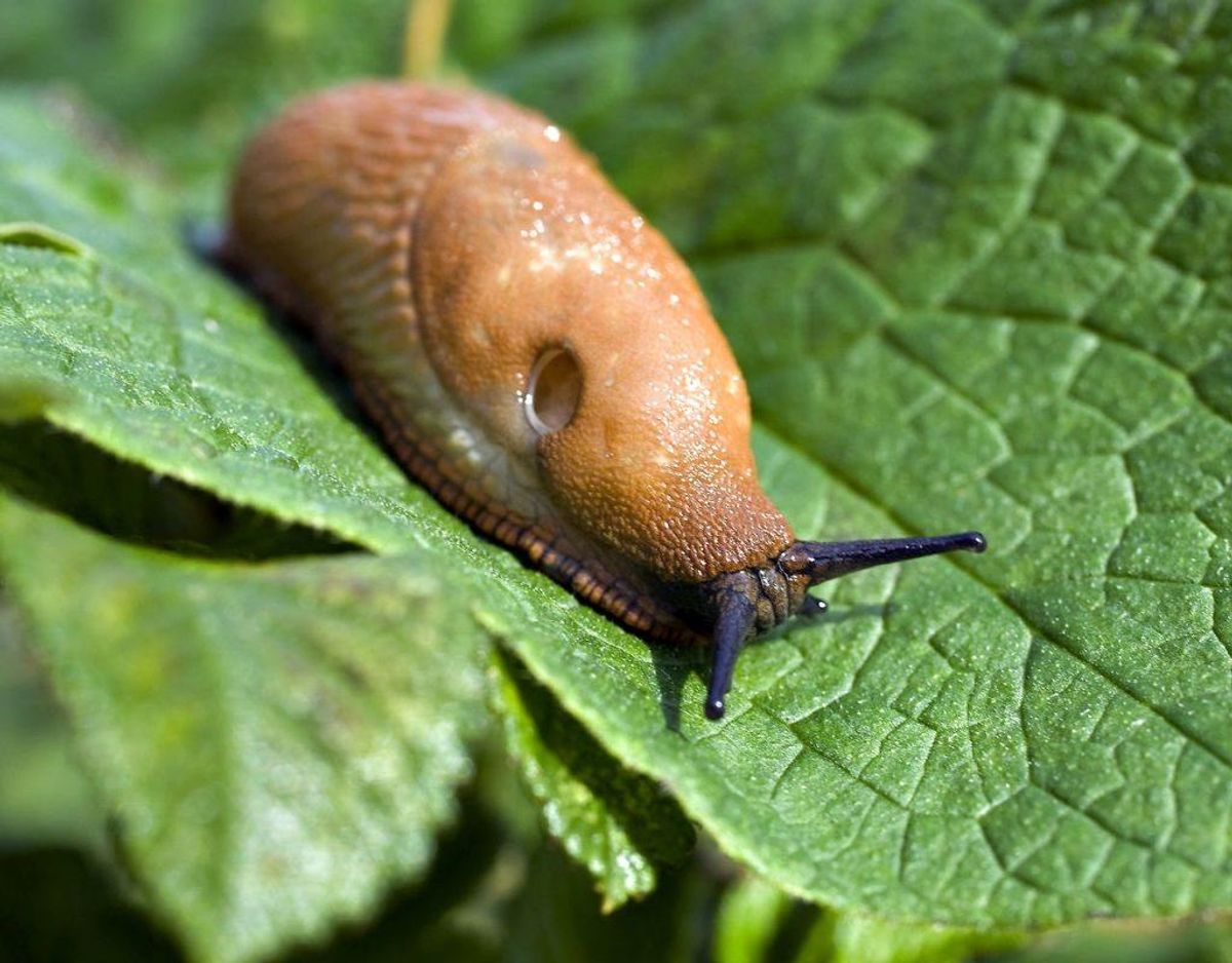 Iberisk skovsnegl/Arion lusitanicus. Foto: Scanpix.