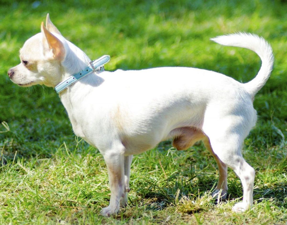 Korthåret Chihuahua. Kilde: Agria Dyreforsikring Foto: Scanpix