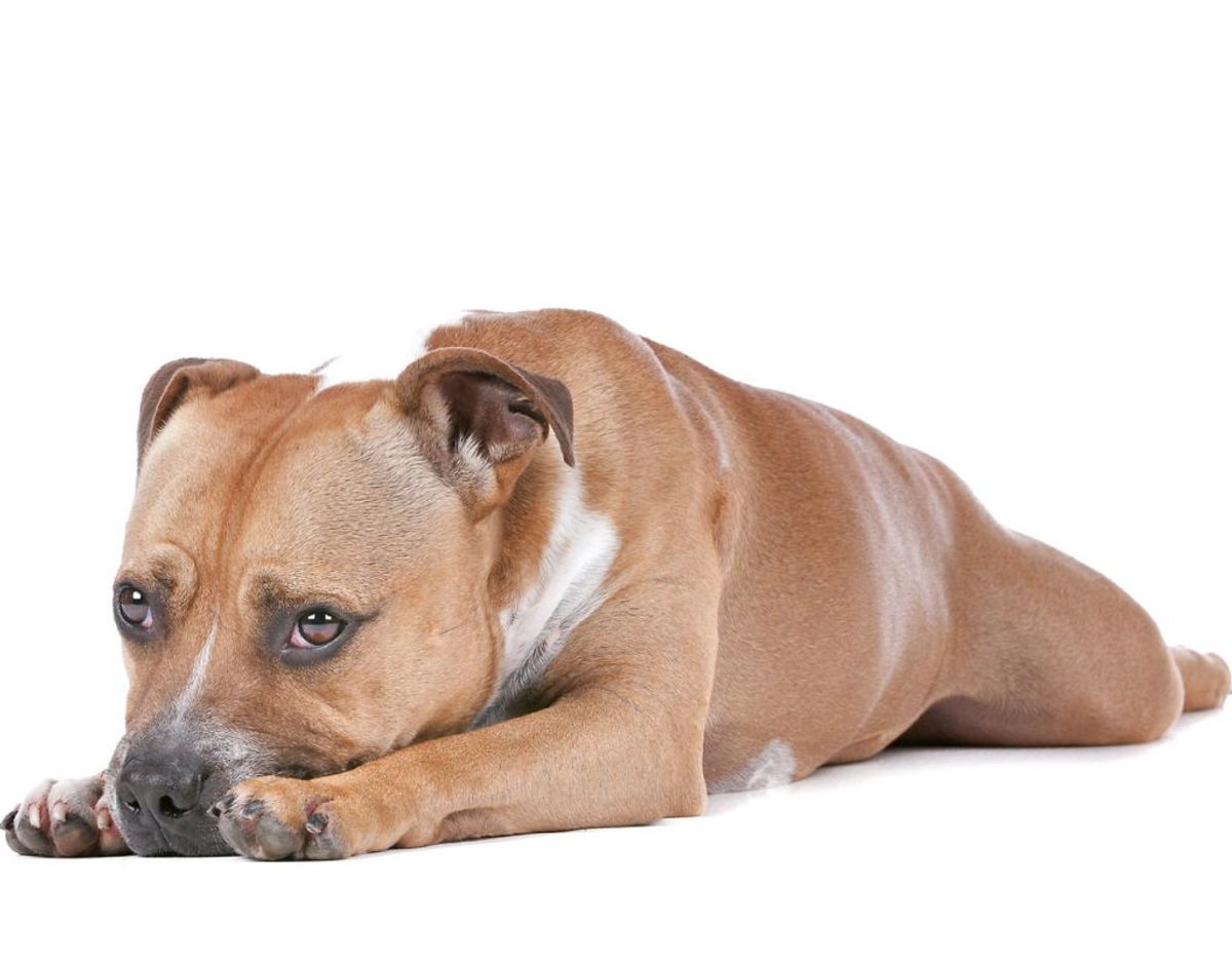 Staffordshire Bull Terrier. Kilde: Agria Dyreforsikring Foto: Scanpix