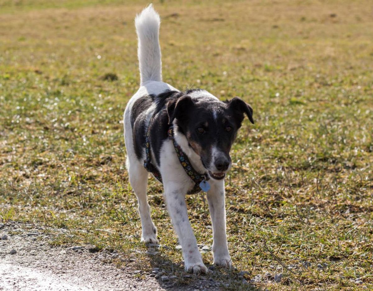 Dansk-Svensk Gårdhund. Kilde: Agria Dyreforsikring Foto: Scanpix
