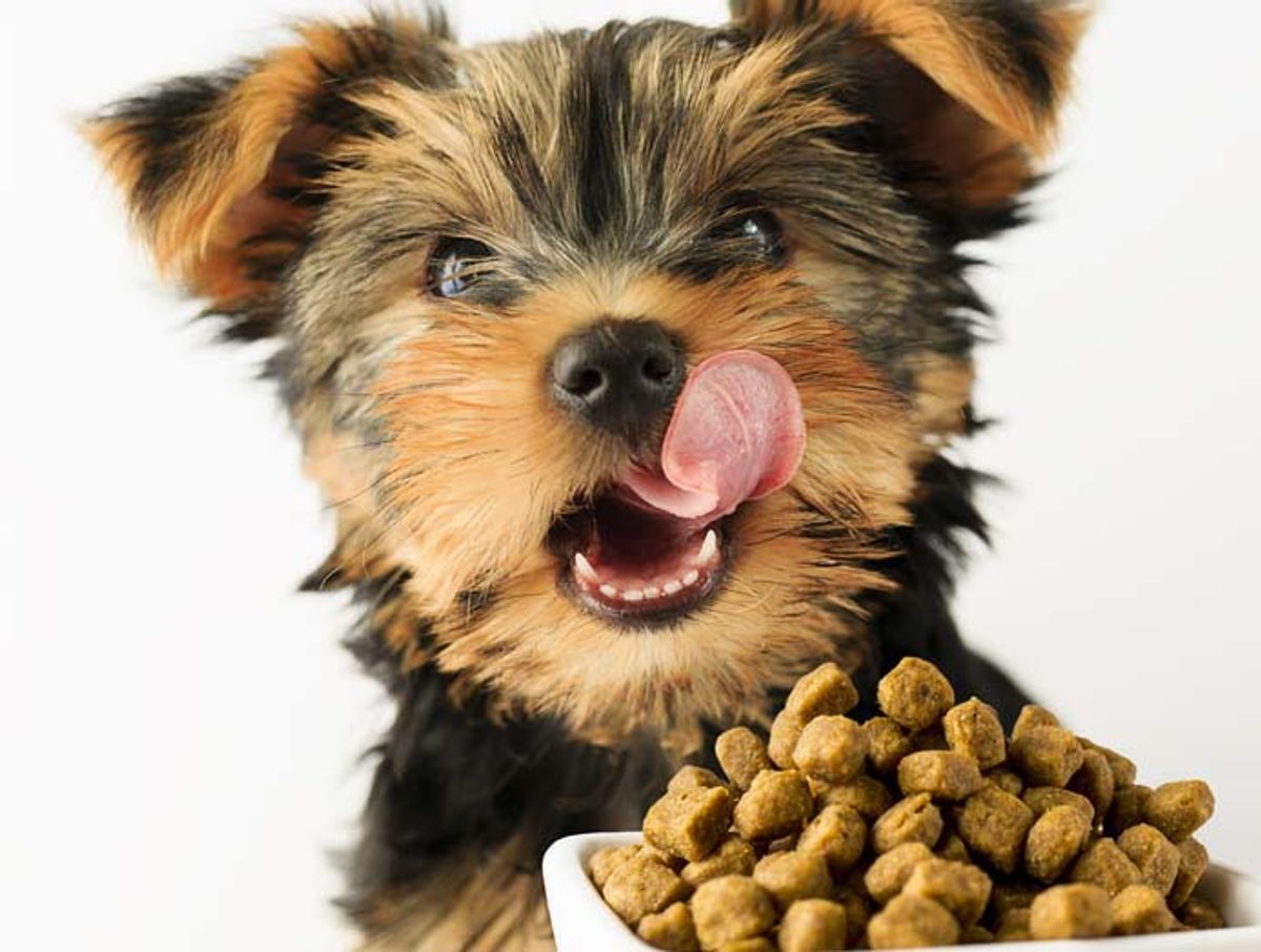 Yorkshire terrier. Kilde: Videnomdyr. Arkivfoto.