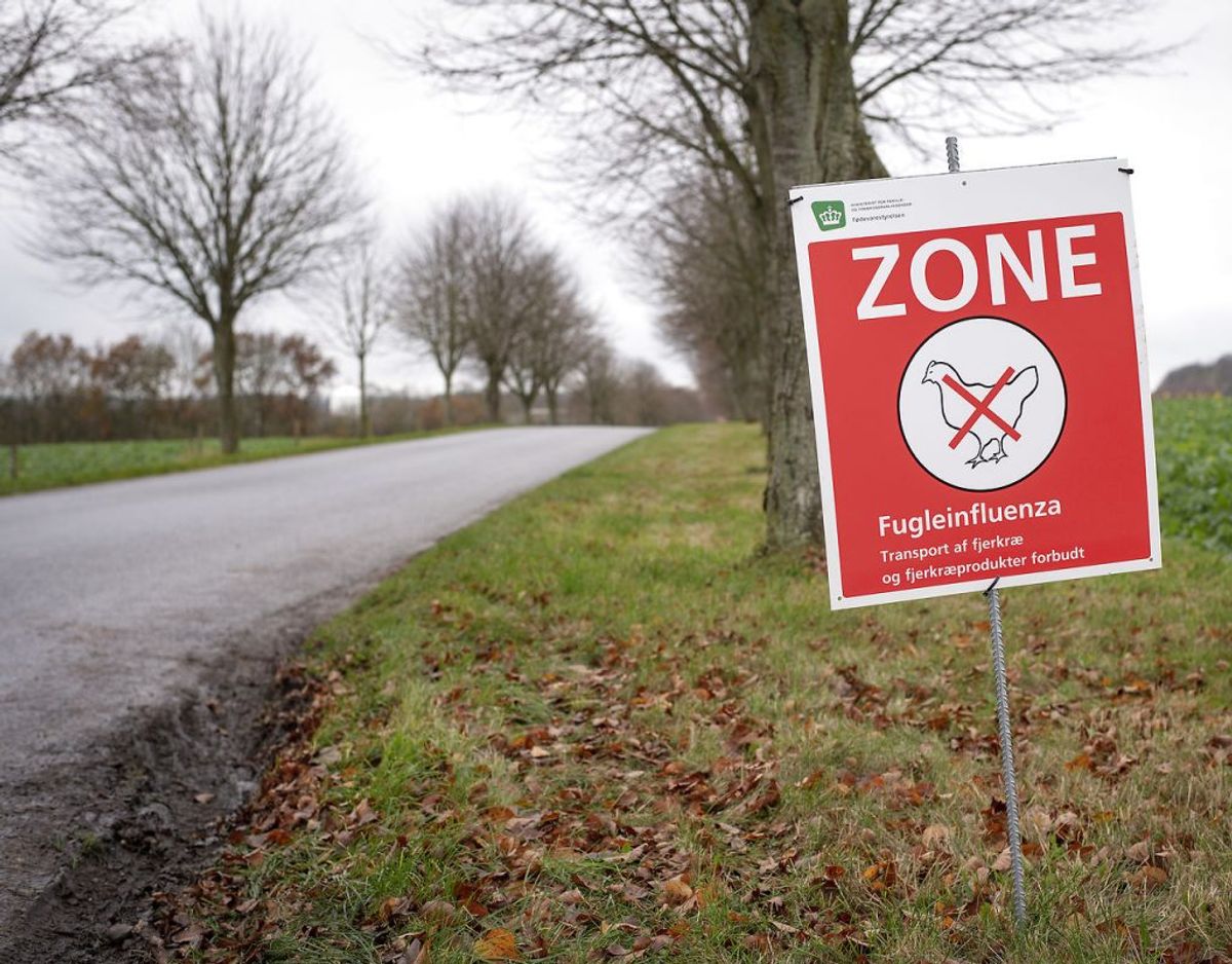 En fjervildtbesætning ved Løvel, nord for Viborg er ramt af den alvorlige fugleinfluenza H5N8. Det oplyser Fødevarestyrelsen. Foto: Bo Amstrup/Ritzau Scanpix