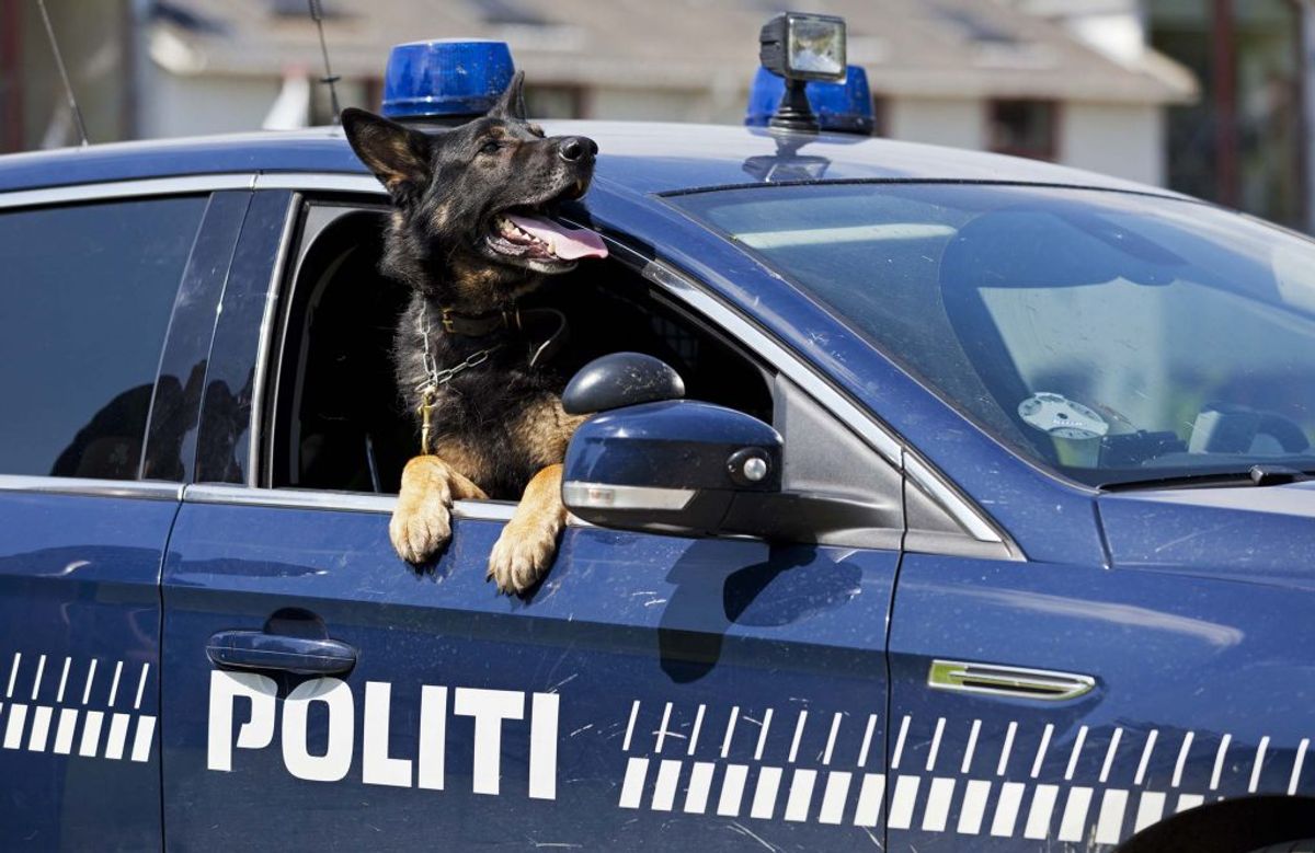 Politiets politihunde fik fundet manden, der var afgået ved døden. Arkivfoto: Colourbox