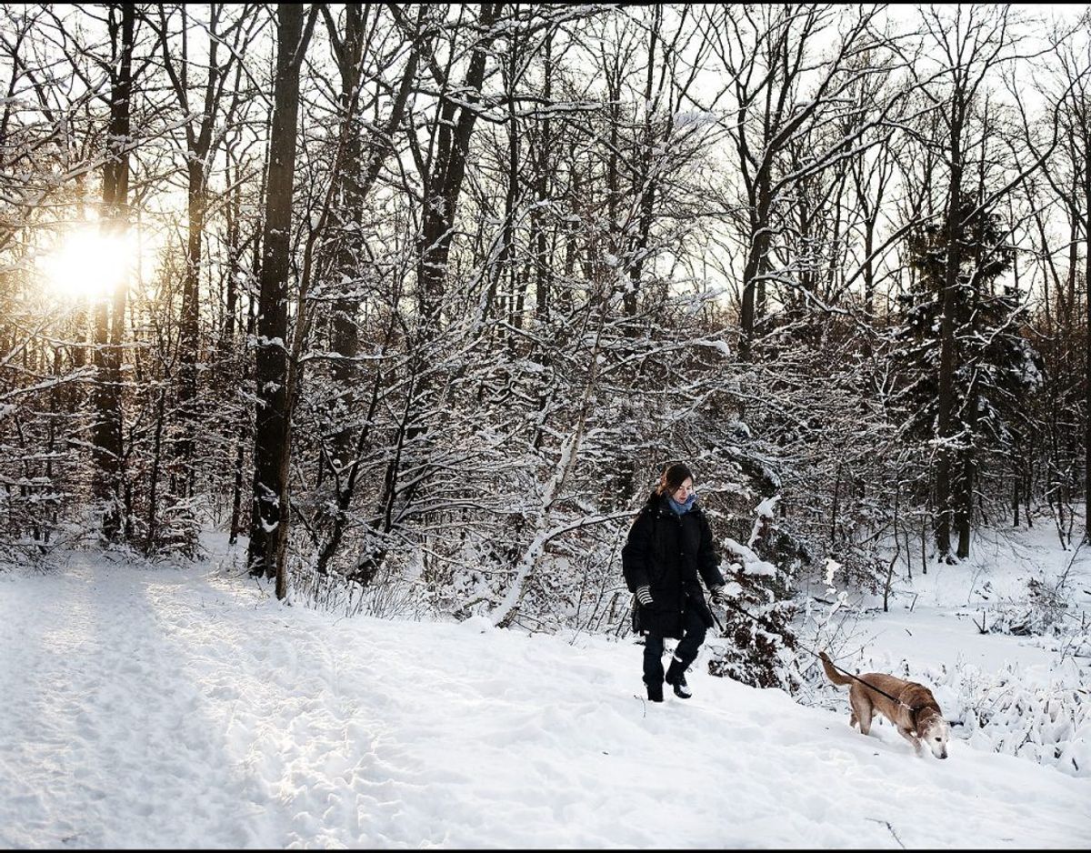 Hvid jul i Danmark – her i 2009 – er en sjældenhed. Har du styr på, hvornår vi har haft det? Klik videre og se alle årene siden 1900. Foto: Scanpix