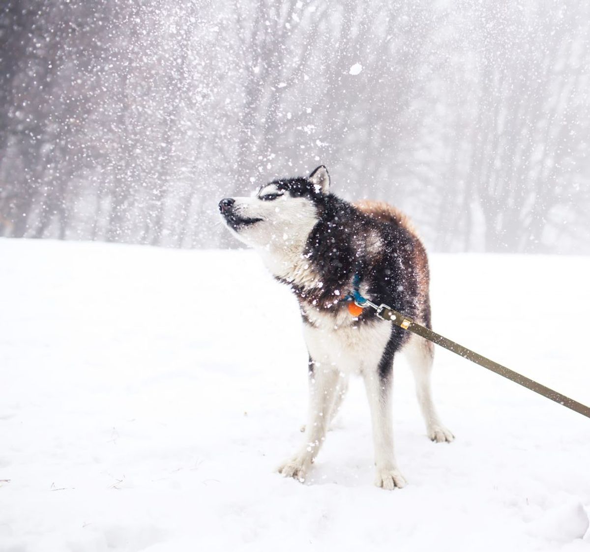 Alaskan Malamute. Kilde: American Kennel Club. Arkivfoto.