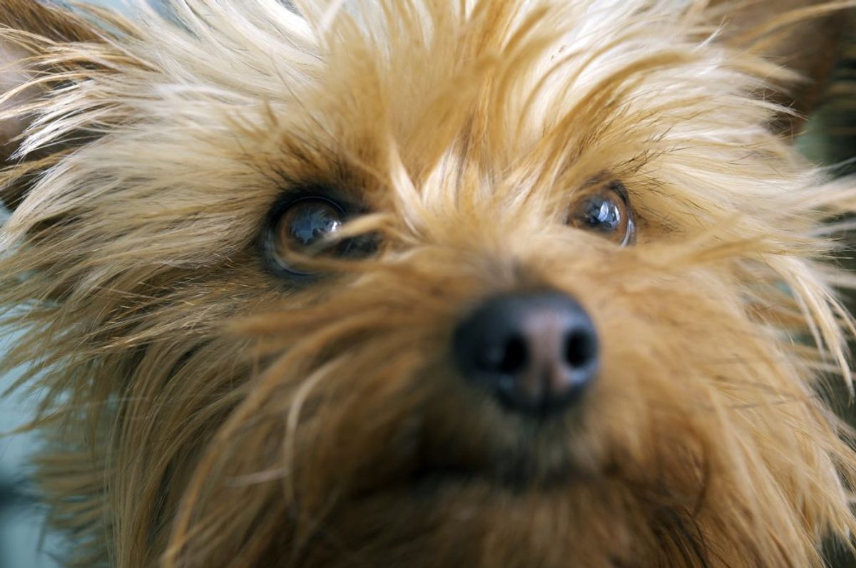 Australsk Terrier. Kilde: American Kennel Club. Arkivfoto.