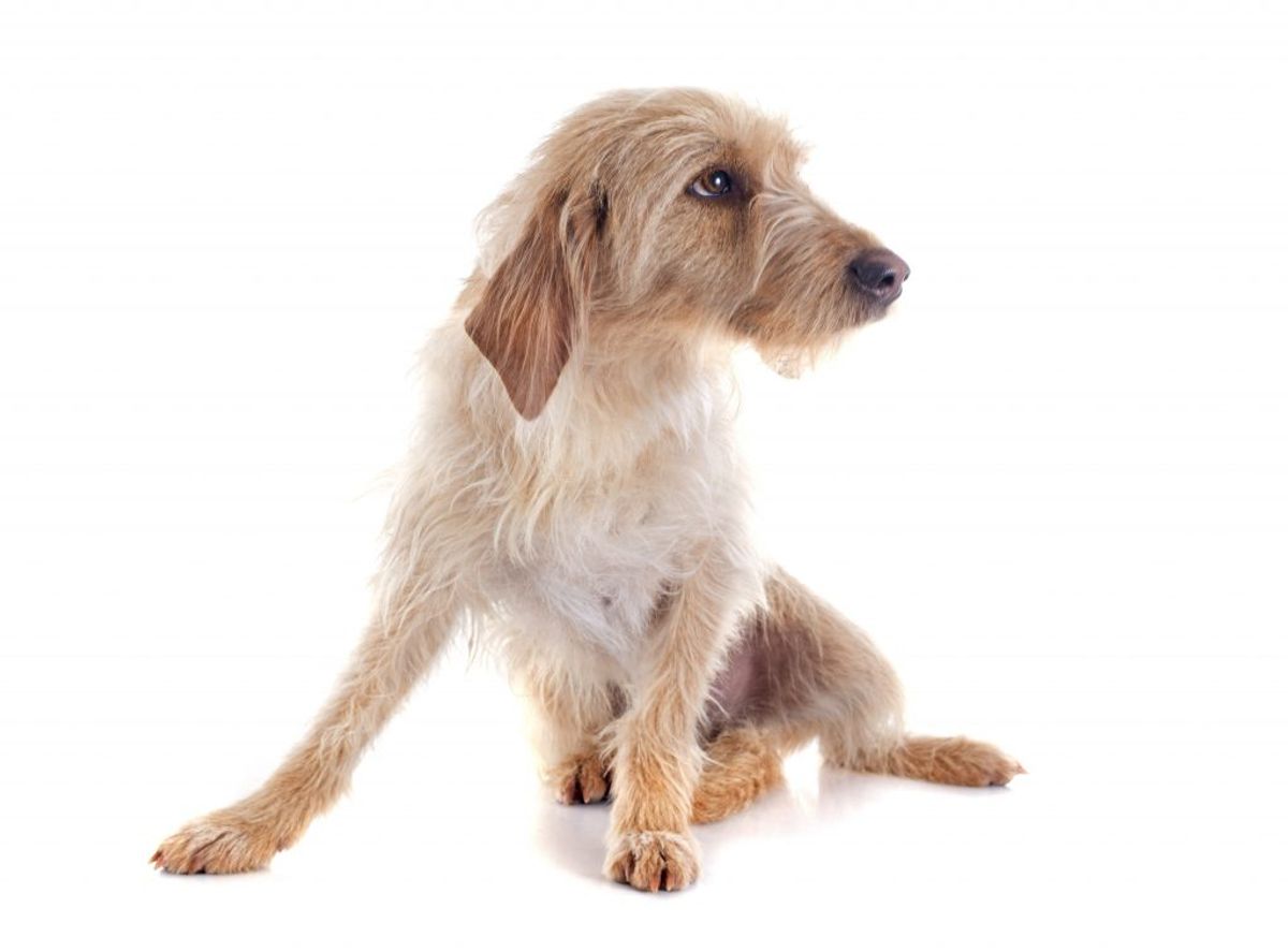 Basset Fauve de Bretagne. Kilde: American Kennel Club. Arkivfoto.