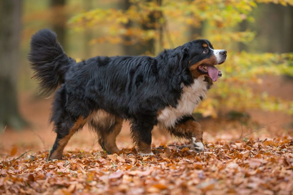 Berner Sennenhund. Kilde: Goodhousekeeping. Arkivfoto.