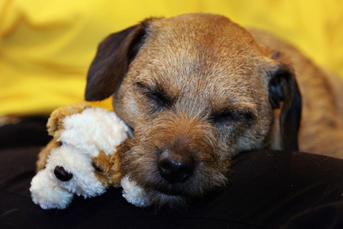 Border Terrier. Kilde: American Kennel Club. Foto: Scanpix.
